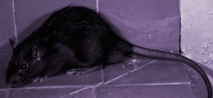 Carrera de ratas